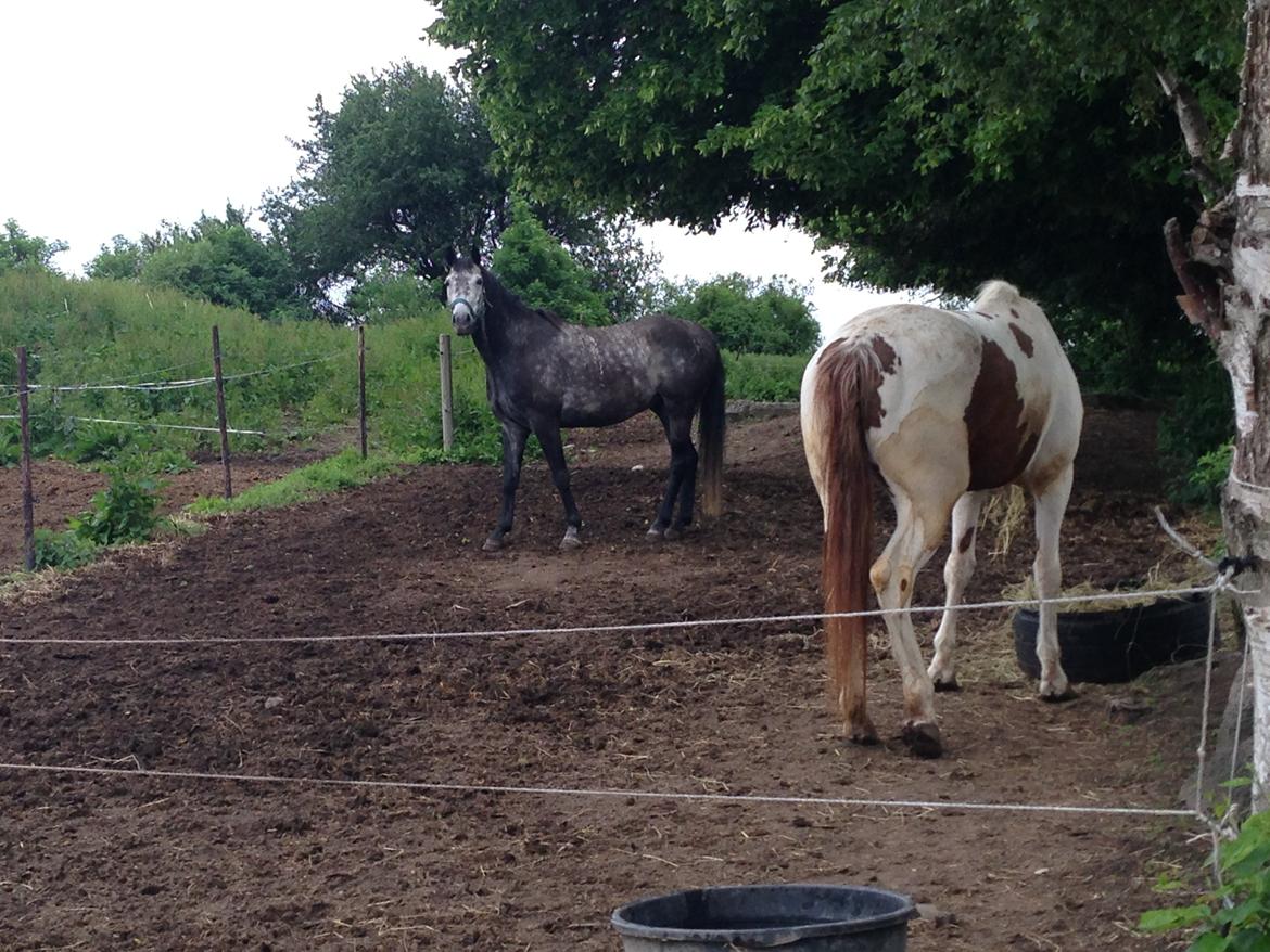 Trakehner Edelstern(my future) billede 2