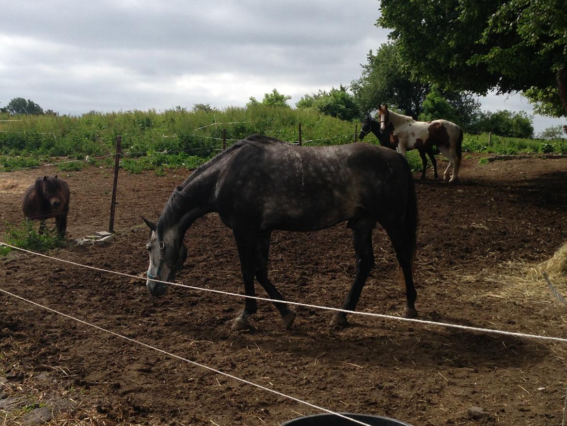 Trakehner Edelstern(my future) billede 3