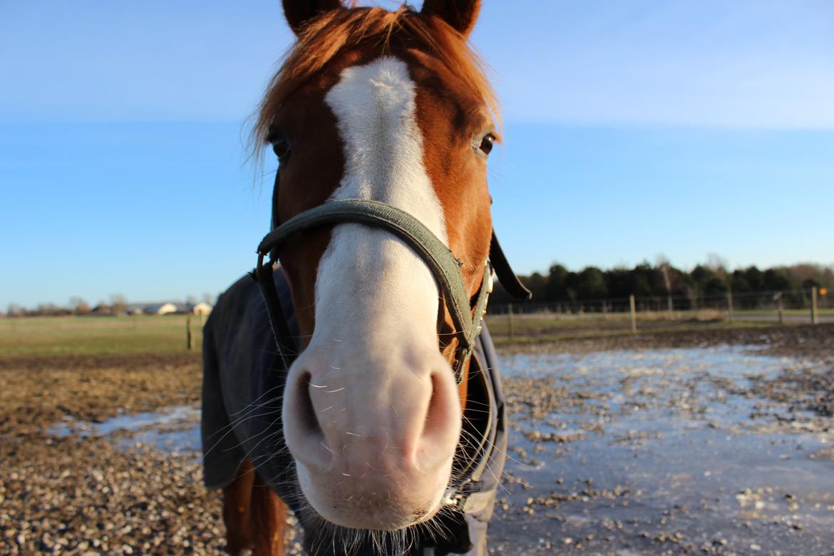 Palomino Marielyst Mr. Perfect - Pøf på fold, meget interesseret i kameraret.  billede 1