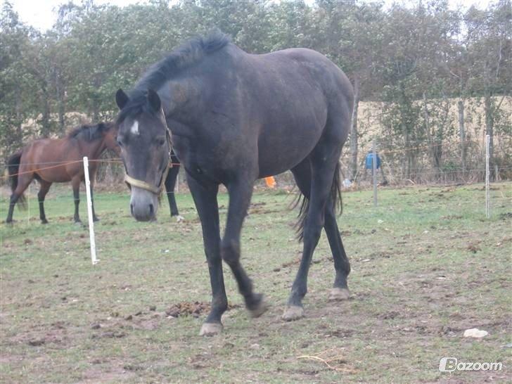 Trakehner Edelstern(my future) billede 6