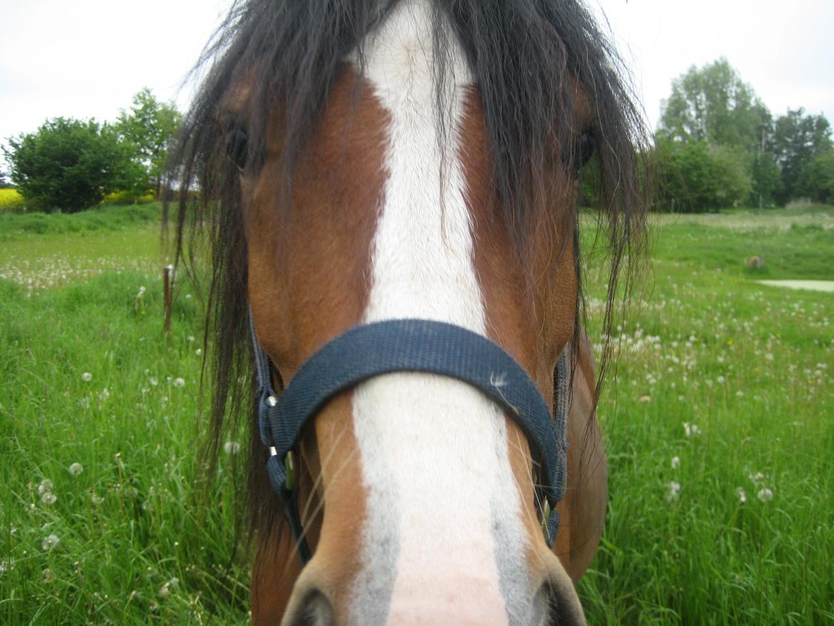 Welsh Pony af Cob-type (sec C) Chopins Obelix billede 9
