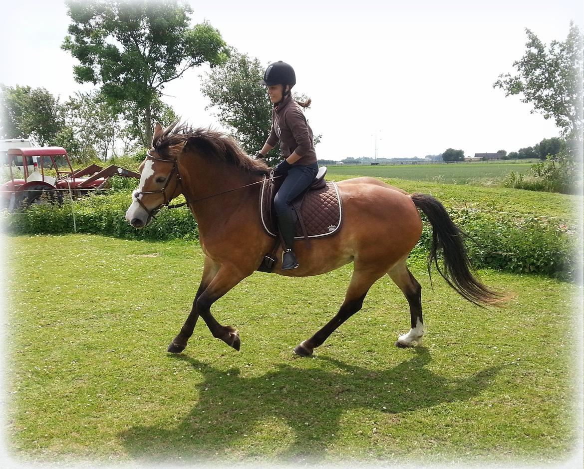 Anden særlig race Wariant<3 My Pride! Himmelhest - 15.06.13 billede 20