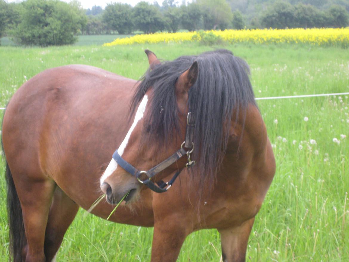 Welsh Pony af Cob-type (sec C) Chopins Obelix billede 10