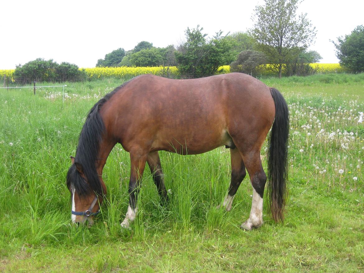 Welsh Pony af Cob-type (sec C) Chopins Obelix - Græs mave er da meget pænt... er det ik??? billede 11