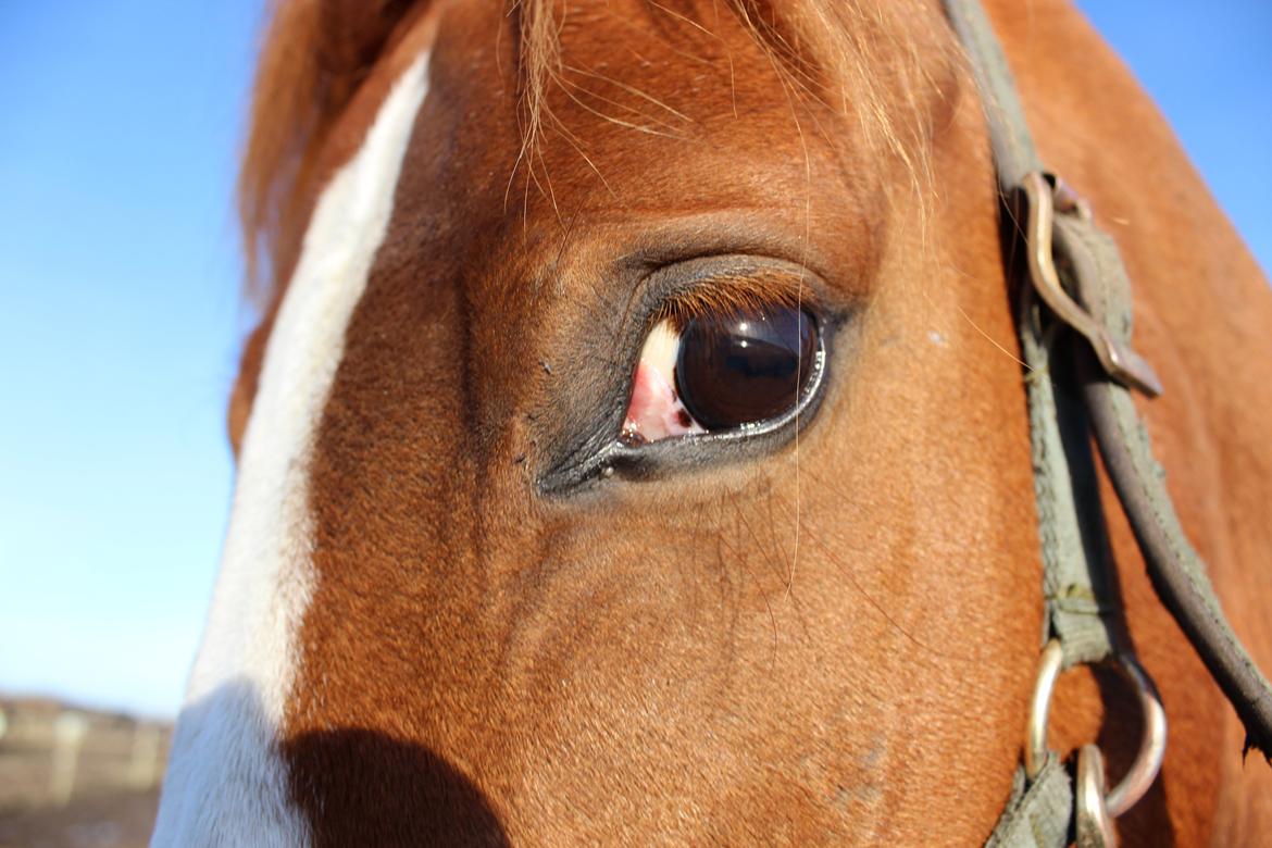 Palomino Marielyst Mr. Perfect billede 6