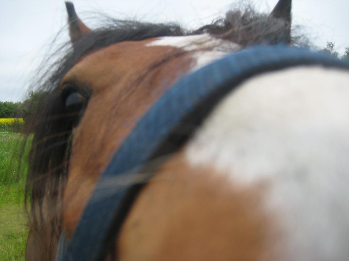 Welsh Pony af Cob-type (sec C) Chopins Obelix - Ik så nem at tage billeder af... billede 12