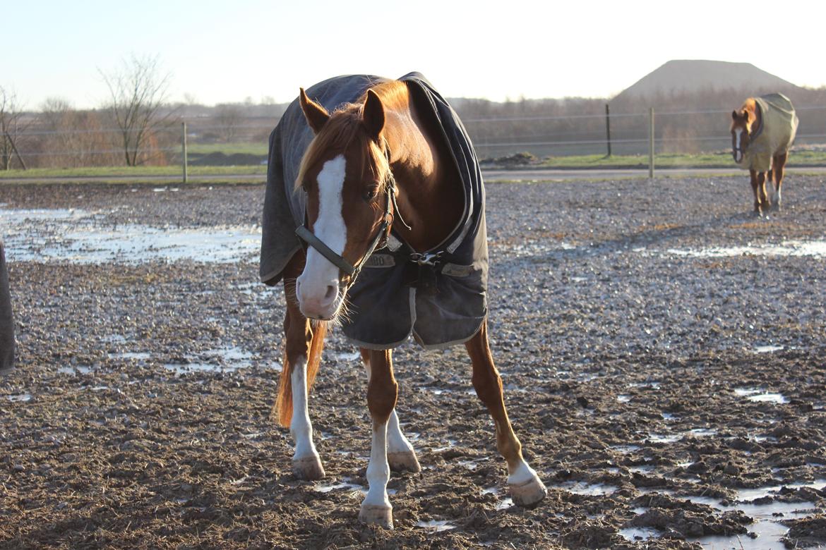 Palomino Marielyst Mr. Perfect billede 8
