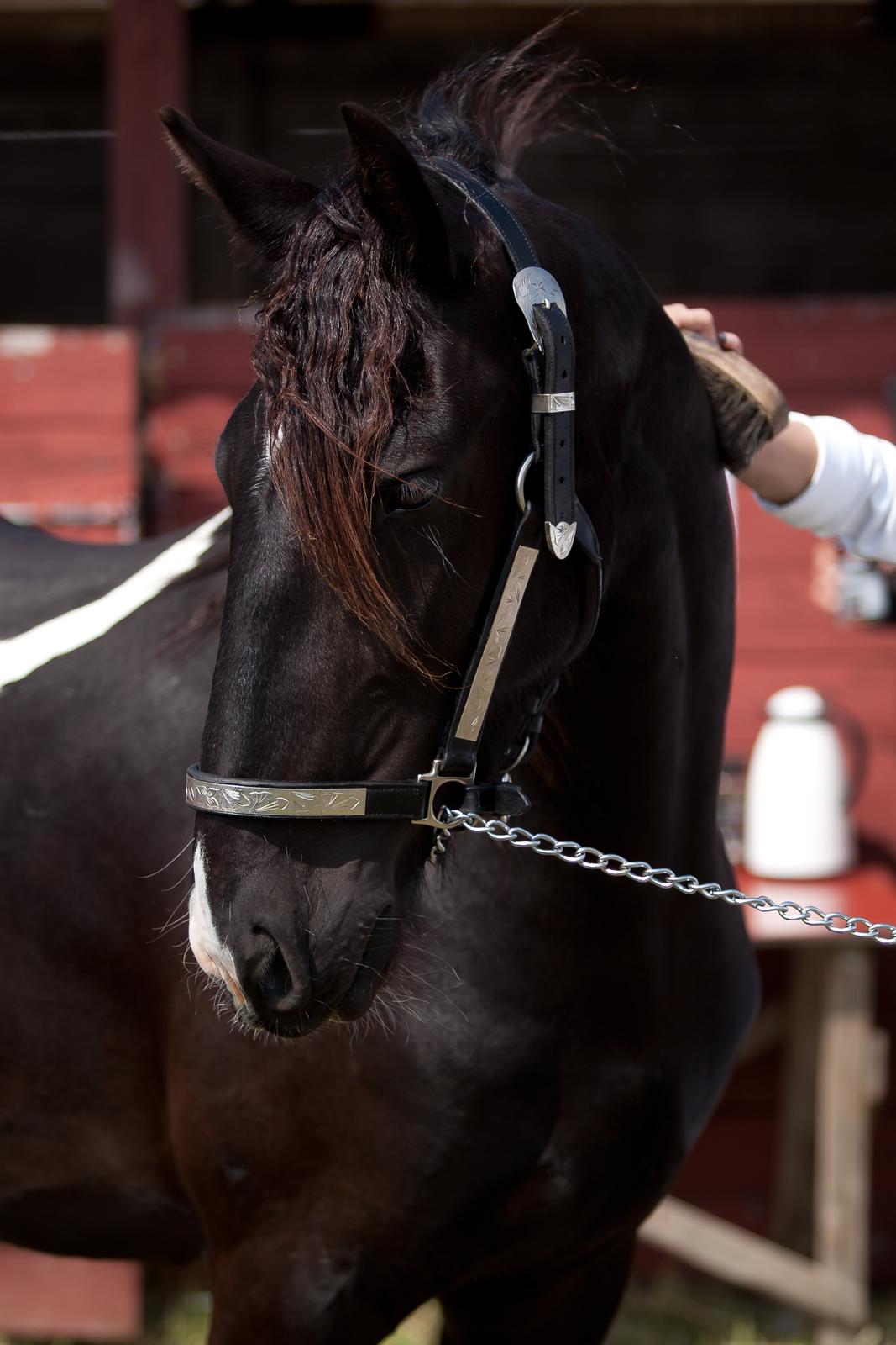 Tobiano Friesian ~Bentley~ af Bølå - Her er vi til LRØ skuet. Fotograf: Charlotte Petersen - Chafo.dk billede 42