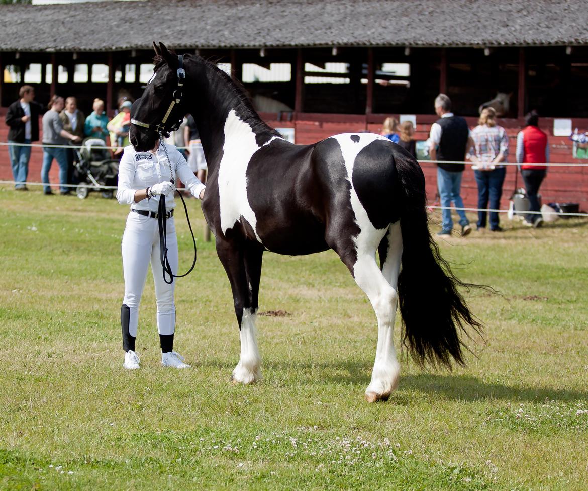 Tobiano Friesian ~Bentley~ af Bølå - Her er vi til LRØ skuet. Fotograf: Charlotte Petersen - Chafo.dk billede 3