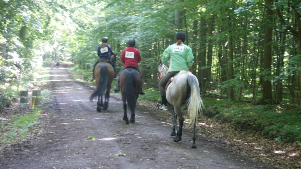Anden særlig race India - Hippoaden 2013, 25 km  billede 19