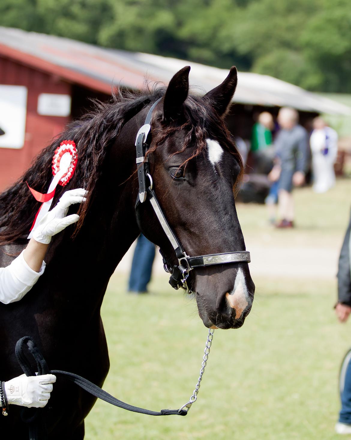 Tobiano Friesian ~Bentley~ af Bølå - Her er vi til LRØ skuet. Fotograf: Charlotte Petersen - Chafo.dk billede 17