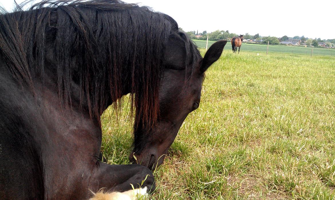 Tobiano Friesian ~Bentley~ af Bølå billede 27