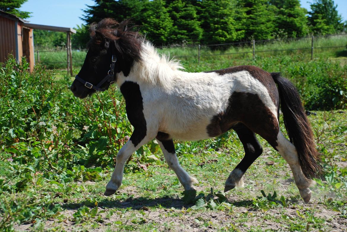 Miniature Shetlænder lille hesten - d. 17 juni 2013 foto: mig billede 3