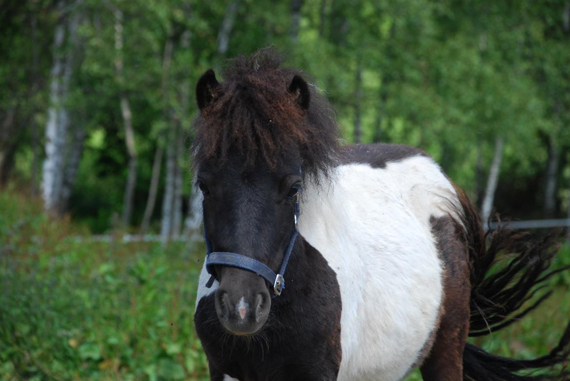 Miniature Shetlænder lille hesten - d. 17 juni 2013 foto: mig billede 2