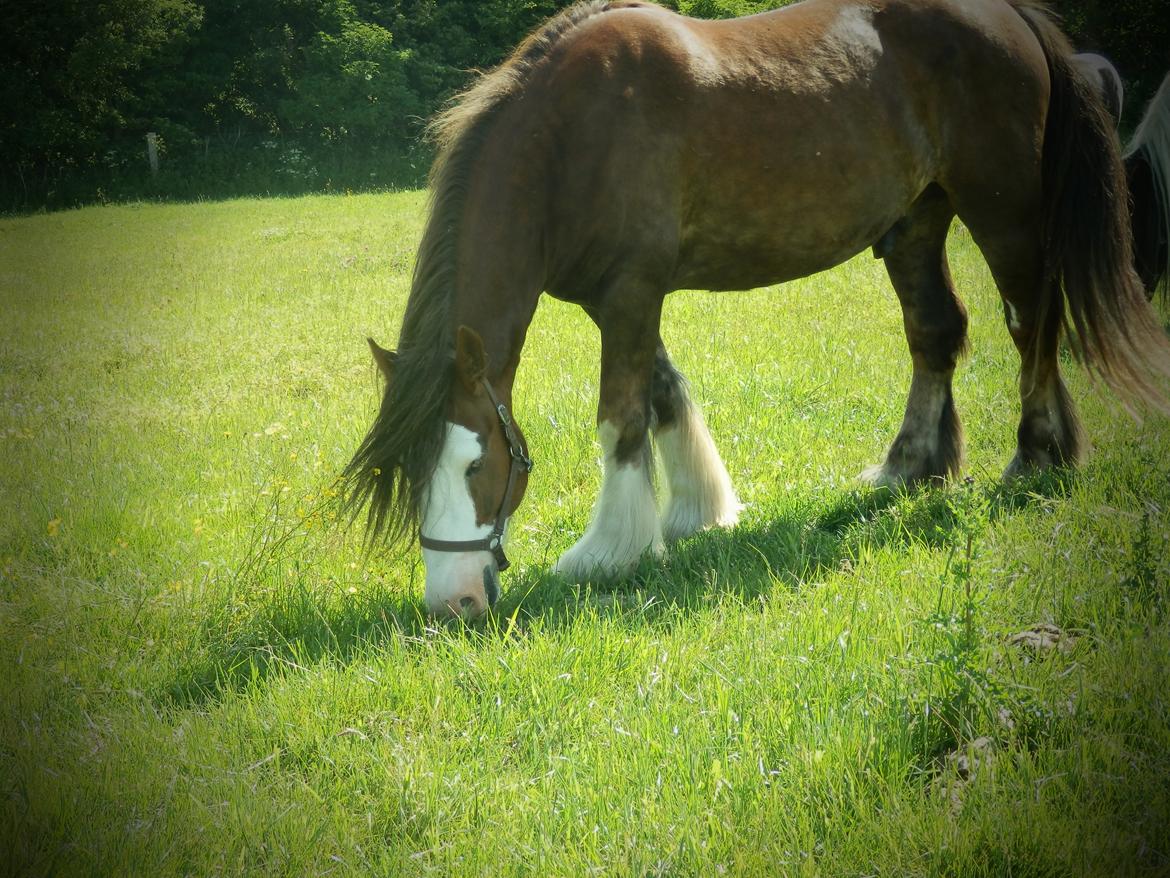Irish Cob Caffrey  billede 1