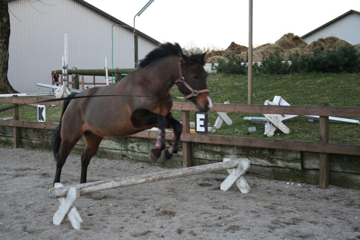 New Forest Starlight billede 19