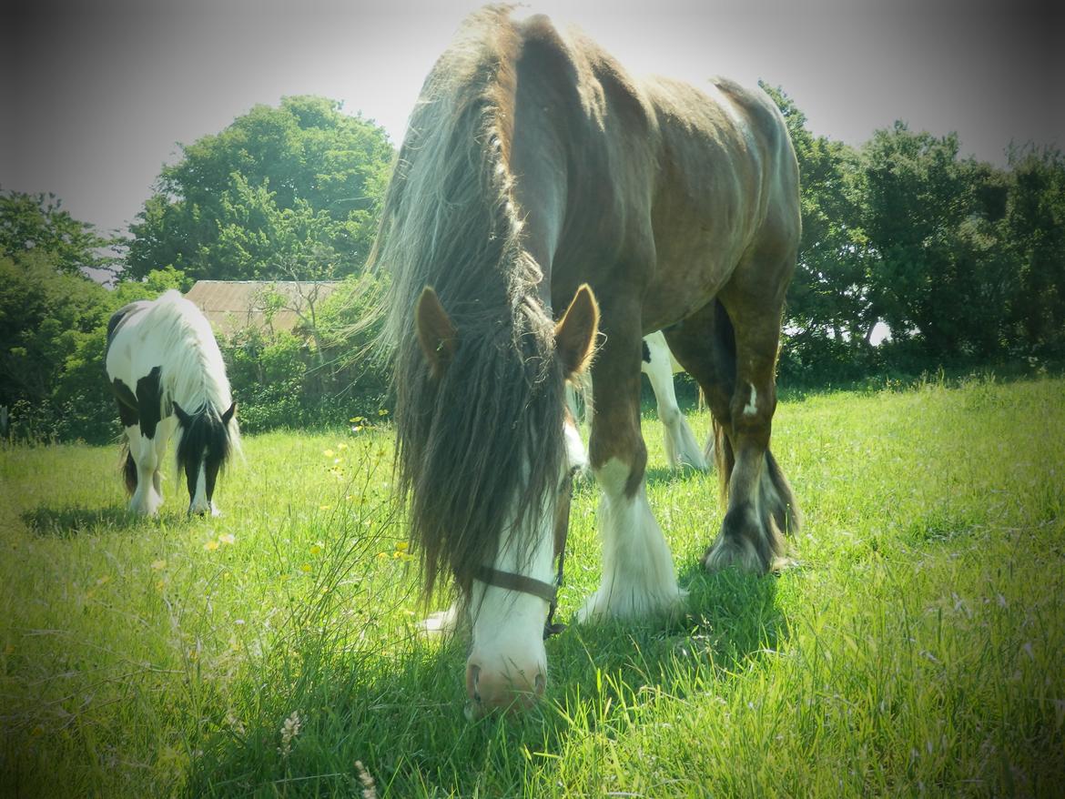 Irish Cob Caffrey  billede 2