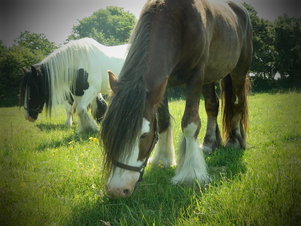 Irish Cob Caffrey  billede 3