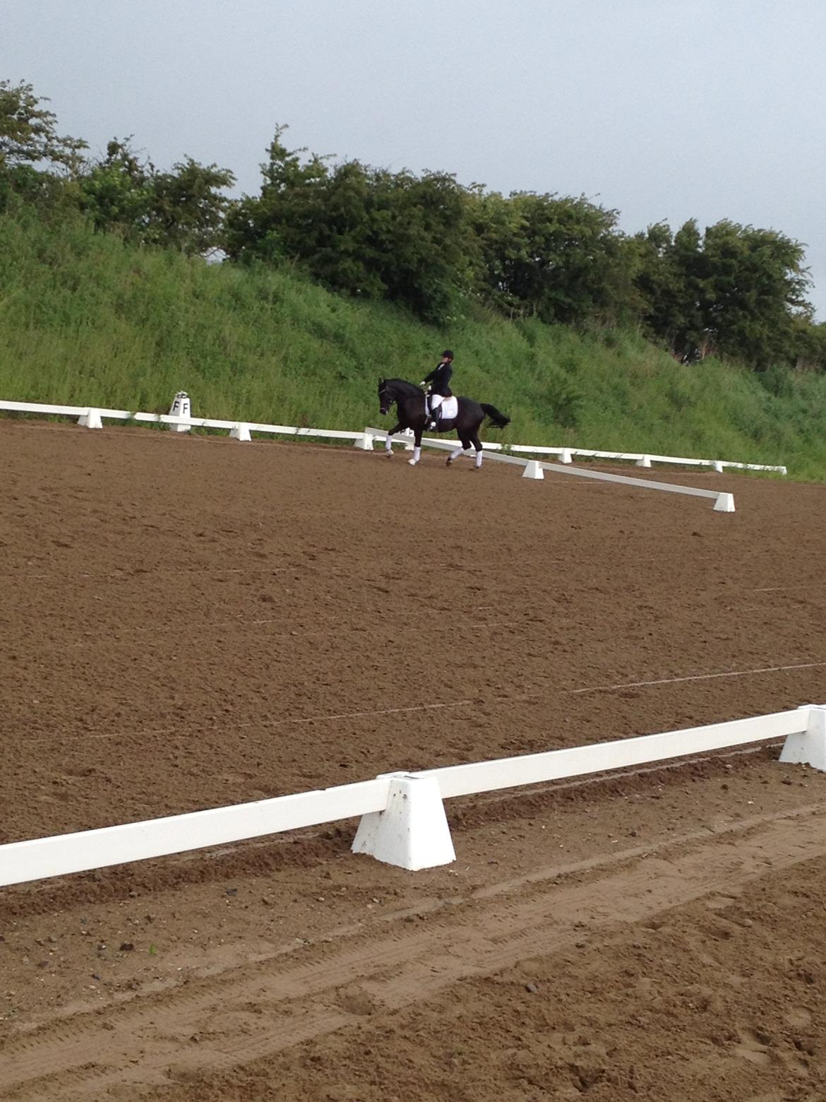 Anden særlig race Frida billede 2