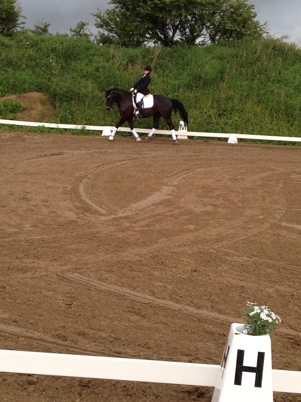 Anden særlig race Frida billede 1