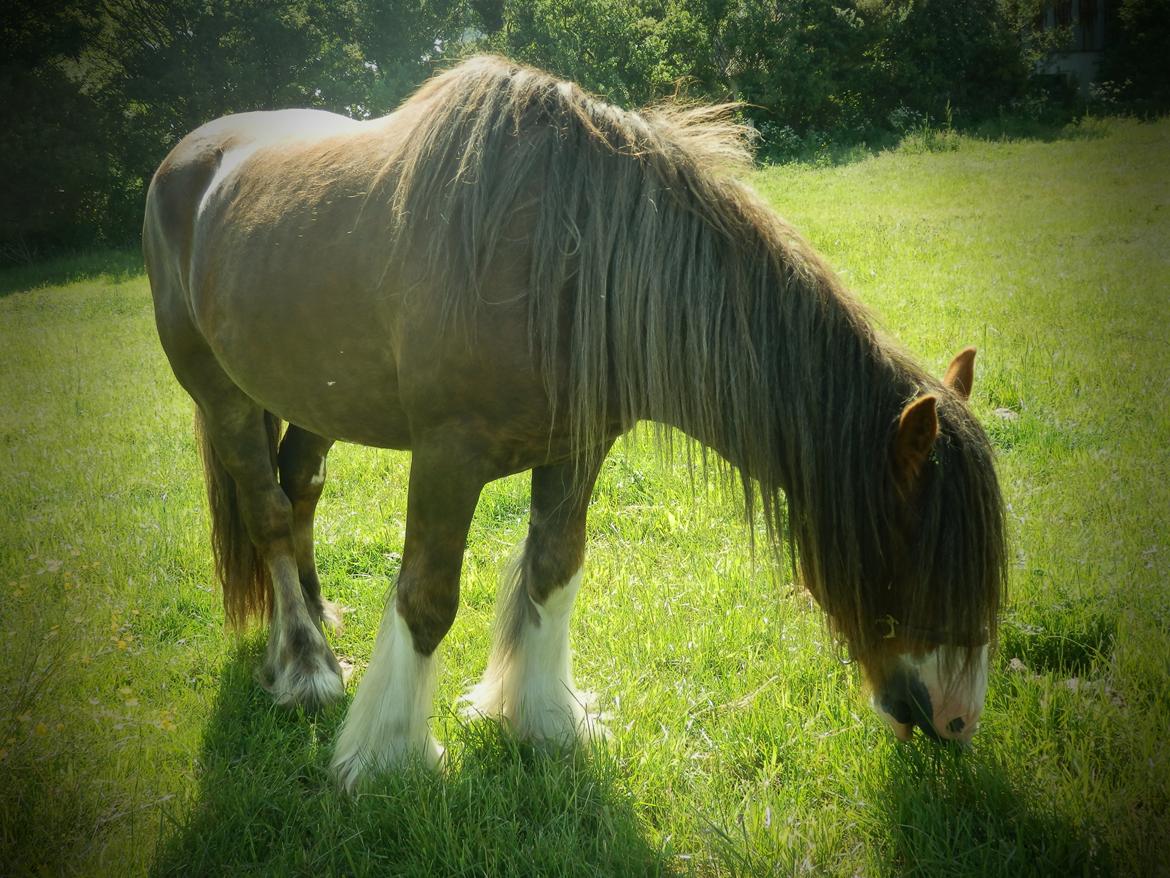 Irish Cob Caffrey  billede 4