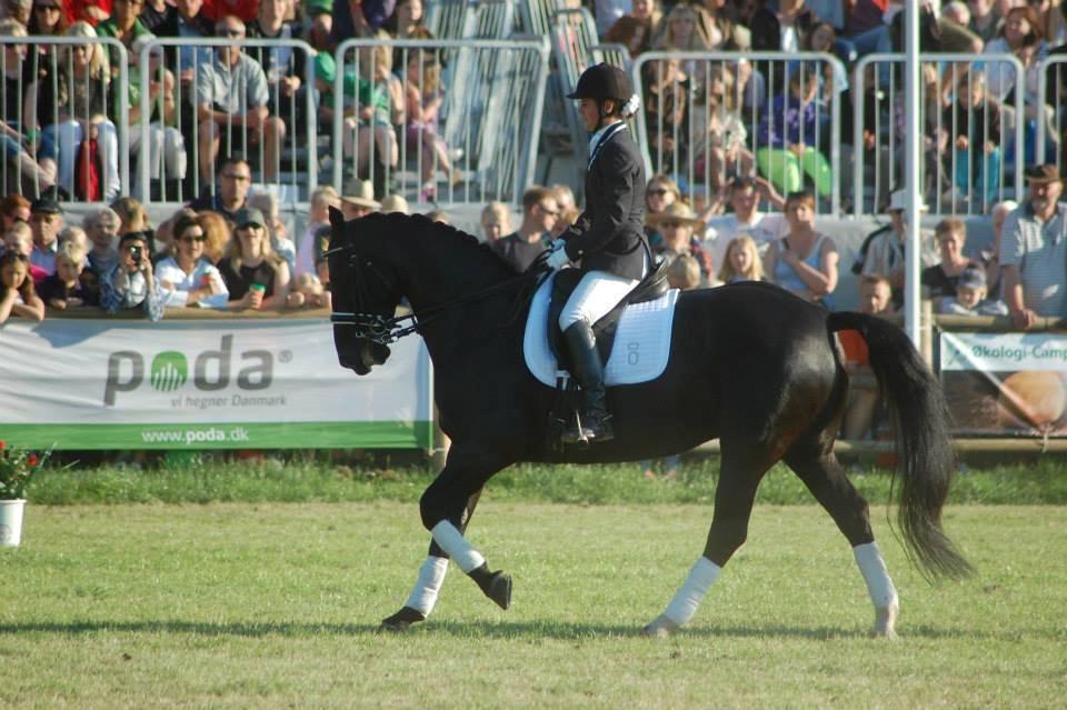 Oldenborg Evita af Hvarre billede 19