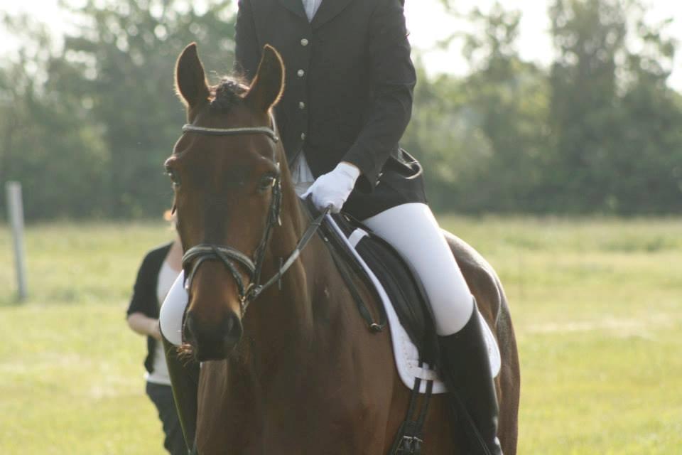 Dansk Varmblod Master's Future billede 2