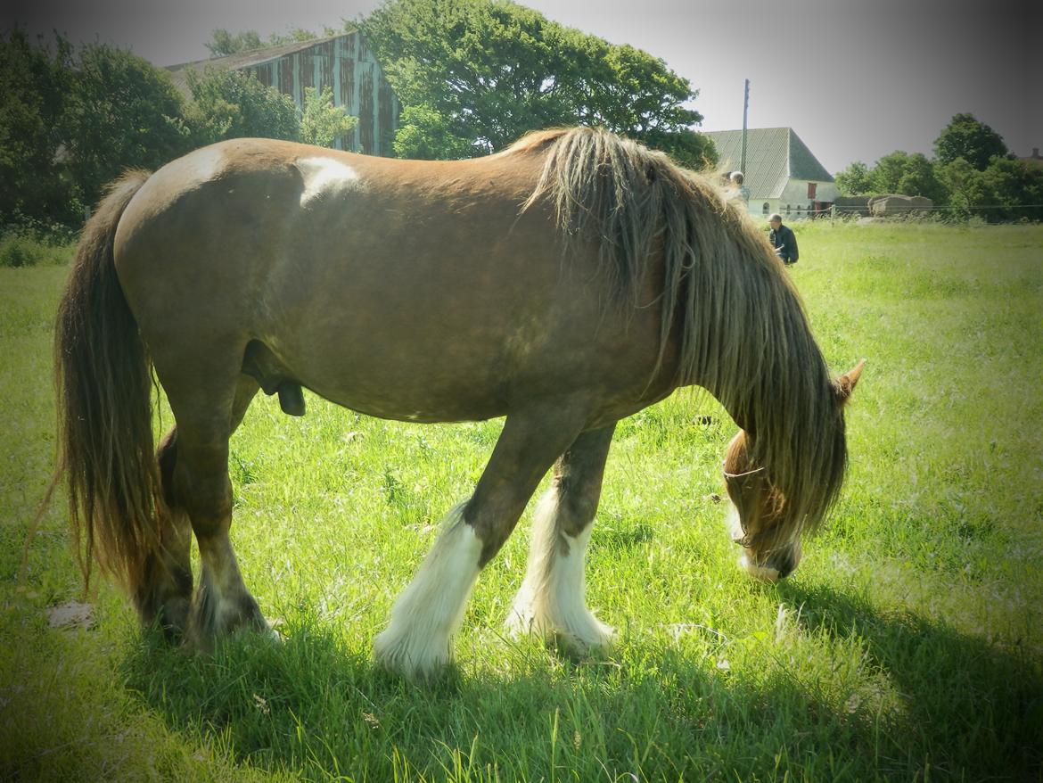 Irish Cob Caffrey  billede 5