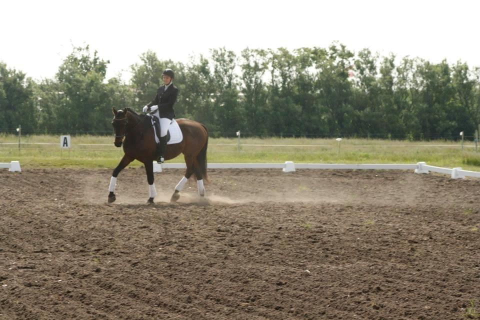 Dansk Varmblod Master's Future billede 4