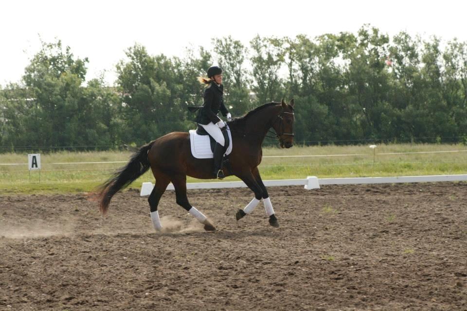 Dansk Varmblod Master's Future billede 5