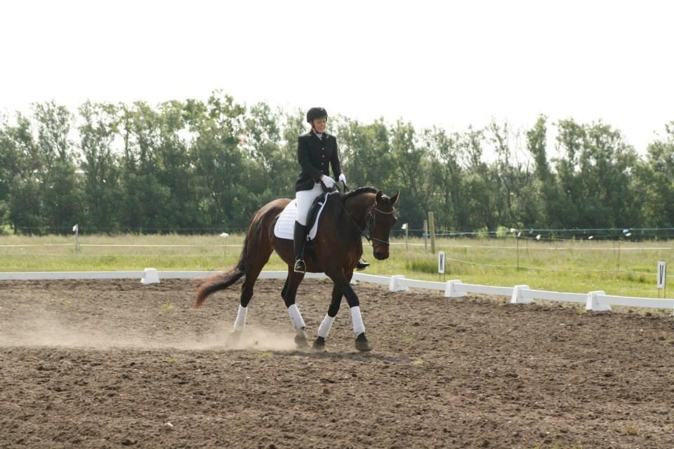 Dansk Varmblod Master's Future billede 6