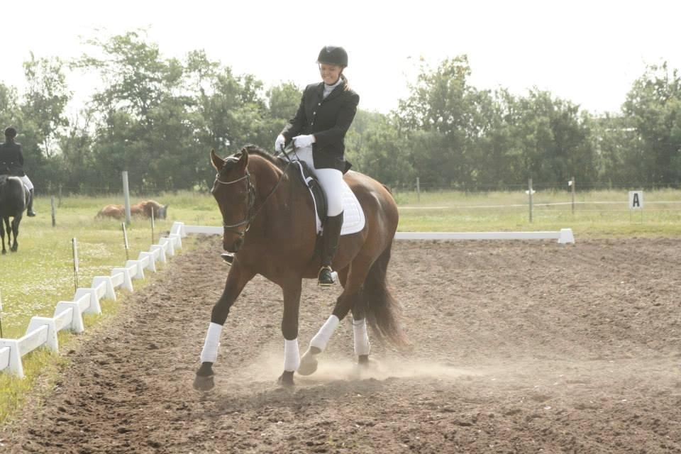 Dansk Varmblod Master's Future billede 7