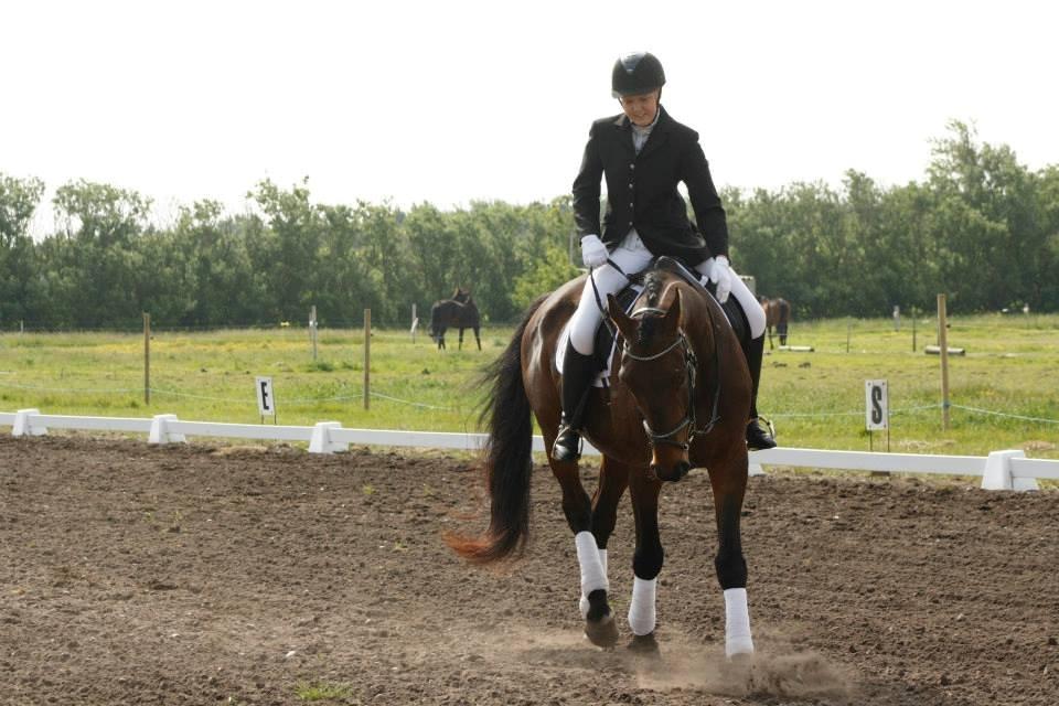 Dansk Varmblod Master's Future billede 8