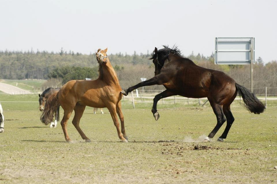 Dansk Varmblod Master's Future - Master hilser på Royal.
Foto: Stine Beeson billede 9