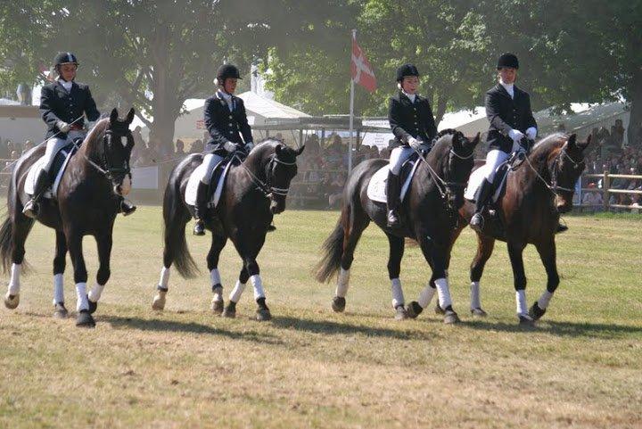 Oldenborg Evita af Hvarre billede 20