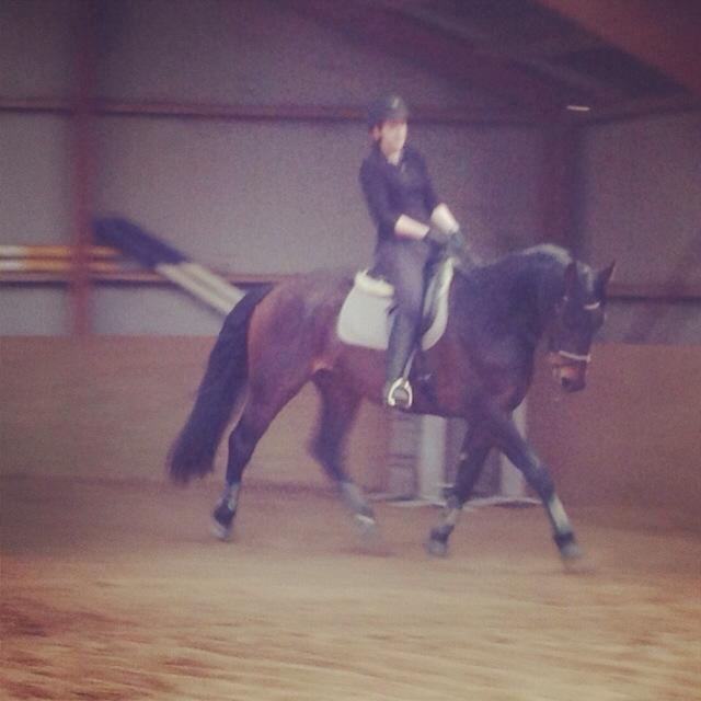 Dansk Varmblod Master's Future billede 12