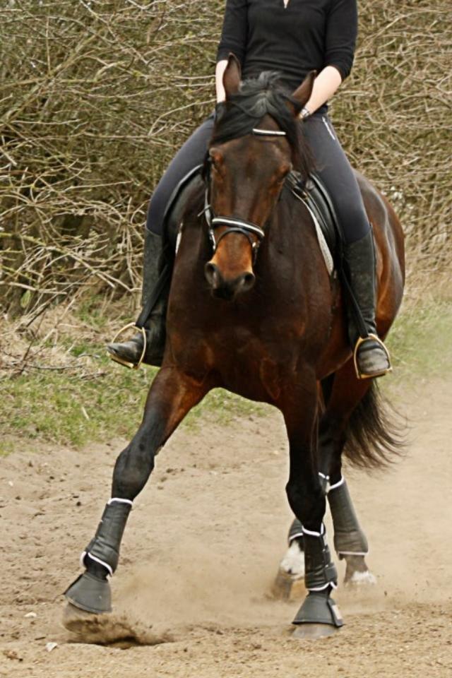 Dansk Varmblod Master's Future - Foto: Stine Beeson billede 13