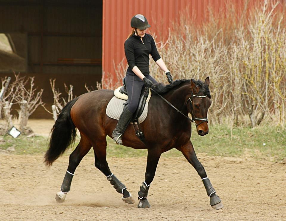 Dansk Varmblod Master's Future - Foto: Stine Beeson billede 14