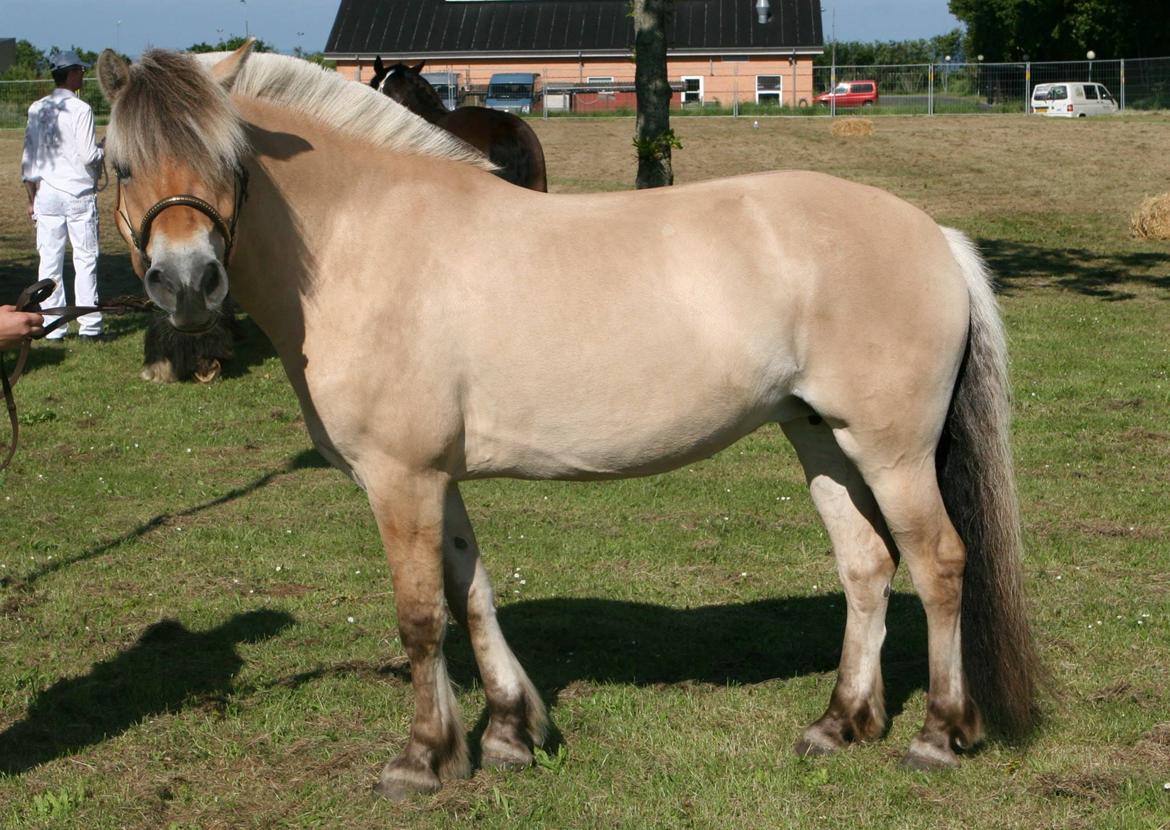 Fjordhest KIRSTINE VÅRBY - 23 point til Løgstør dyrskue :) billede 8