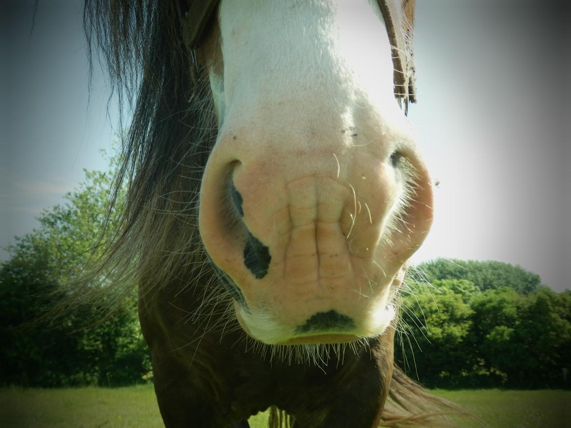 Irish Cob Caffrey  billede 6