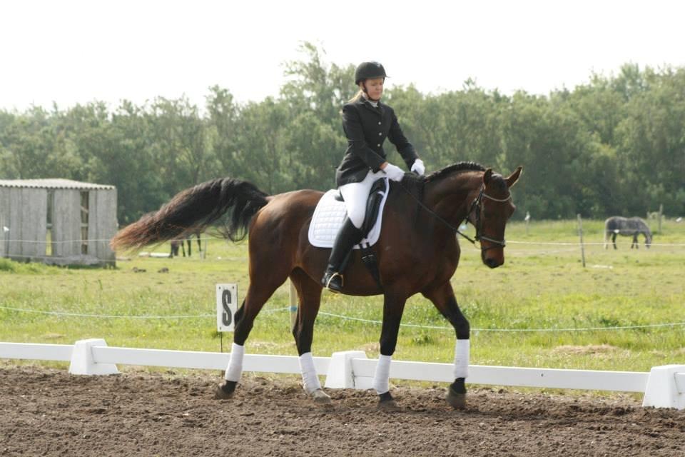 Dansk Varmblod Master's Future billede 15