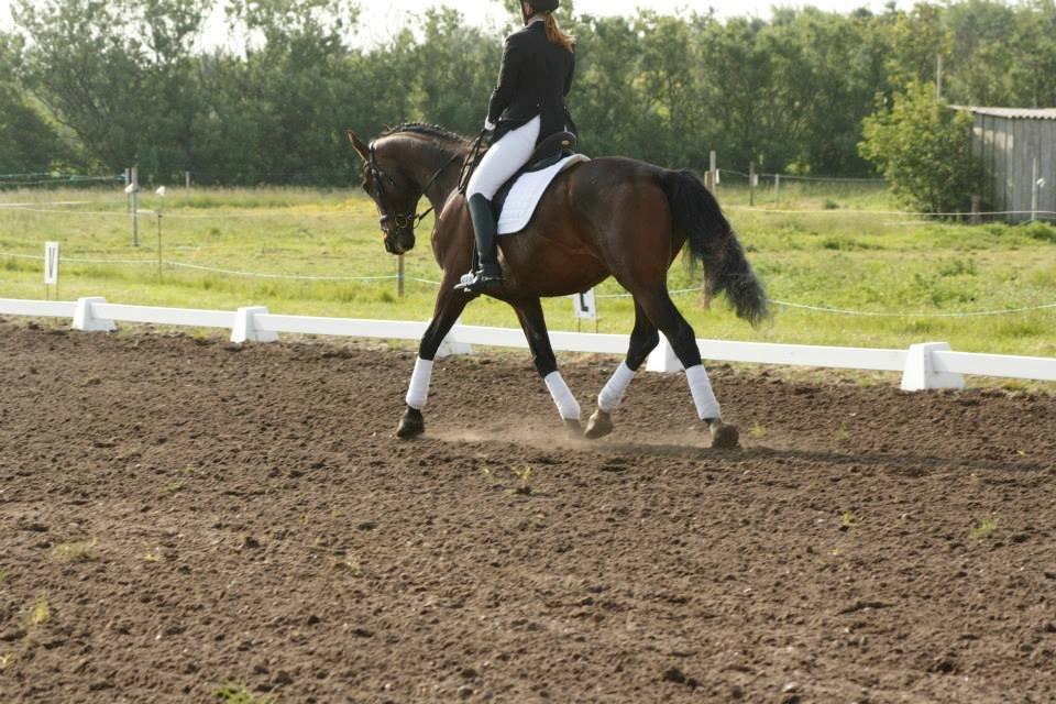 Dansk Varmblod Master's Future billede 16