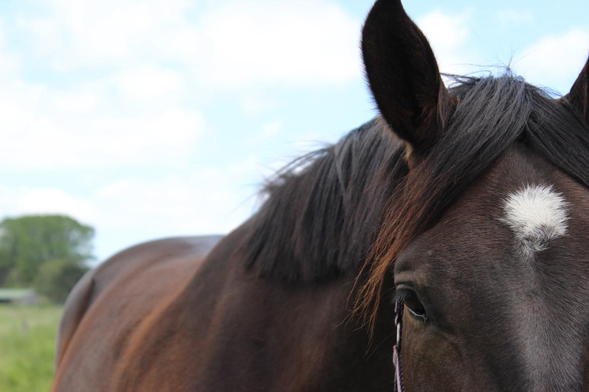 Anden særlig race Qato E - Velkommen til Qatos profil :-) Foto - mig billede 1