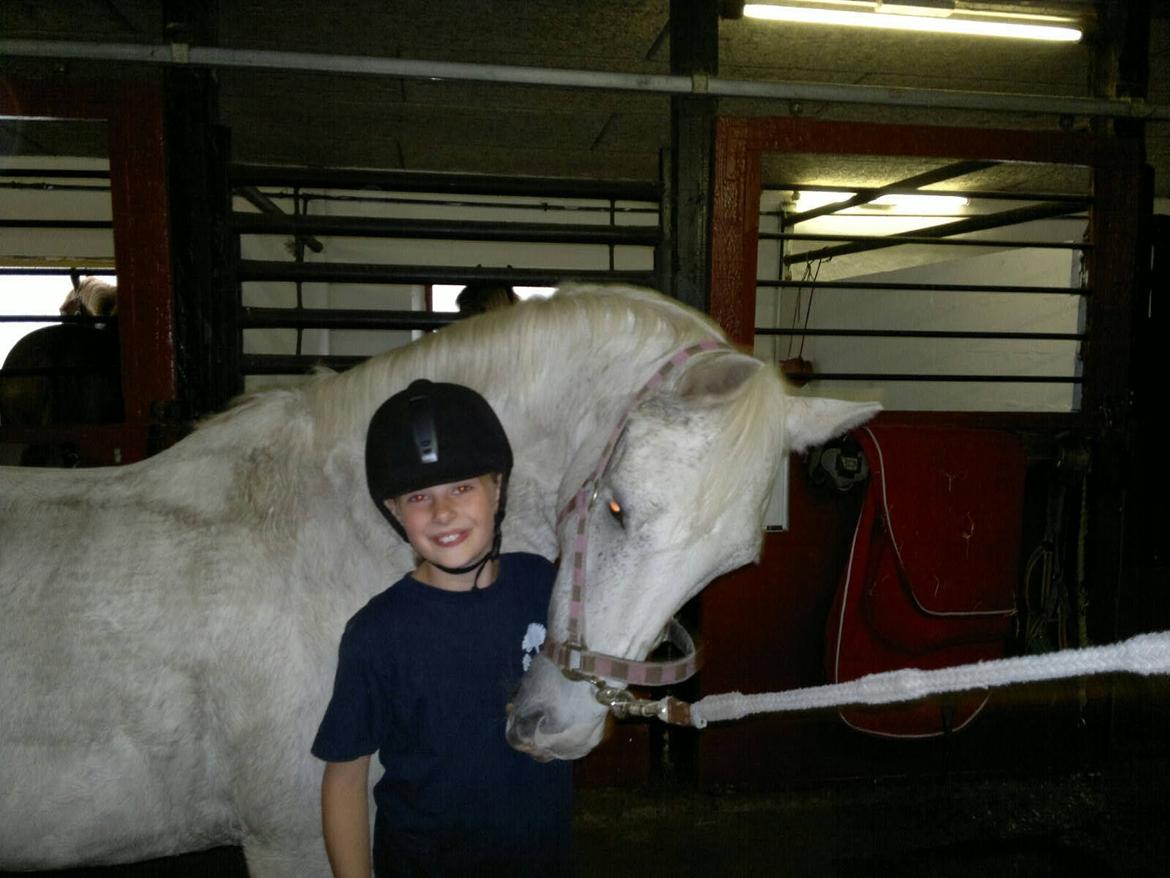 Hollandsk Sportspony Bombay <3 - Bombay på staldgangen <3 billede 2