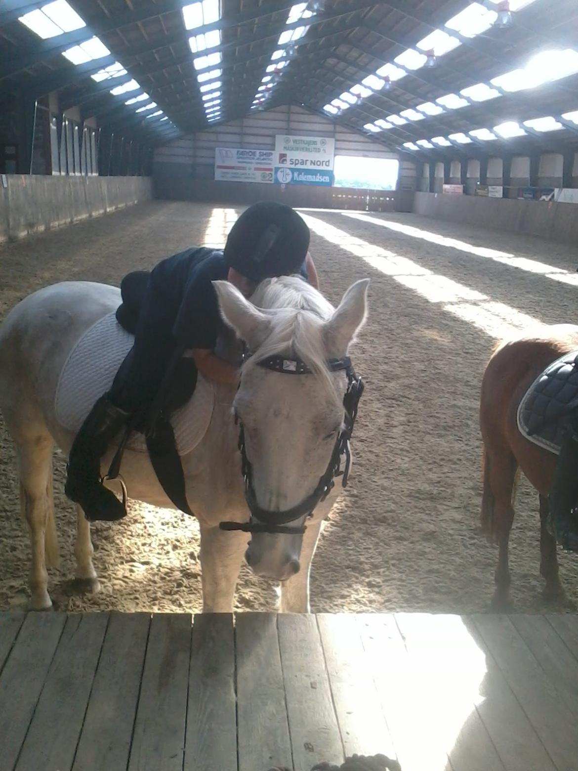 Hollandsk Sportspony Bombay <3 - <3 billede 3