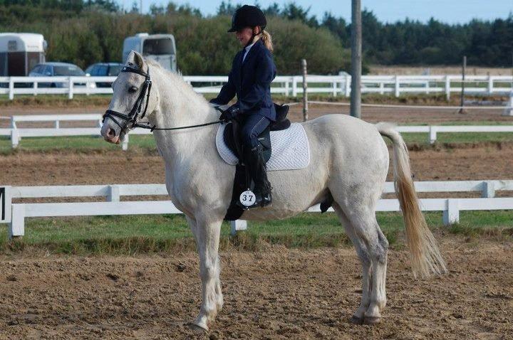 Hollandsk Sportspony Bombay <3 - Mig og Bombay til stævne <3 billede 4