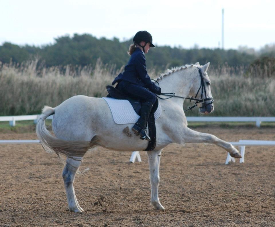 Hollandsk Sportspony Bombay <3 - Mig og Bombay til stævne <3 billede 5