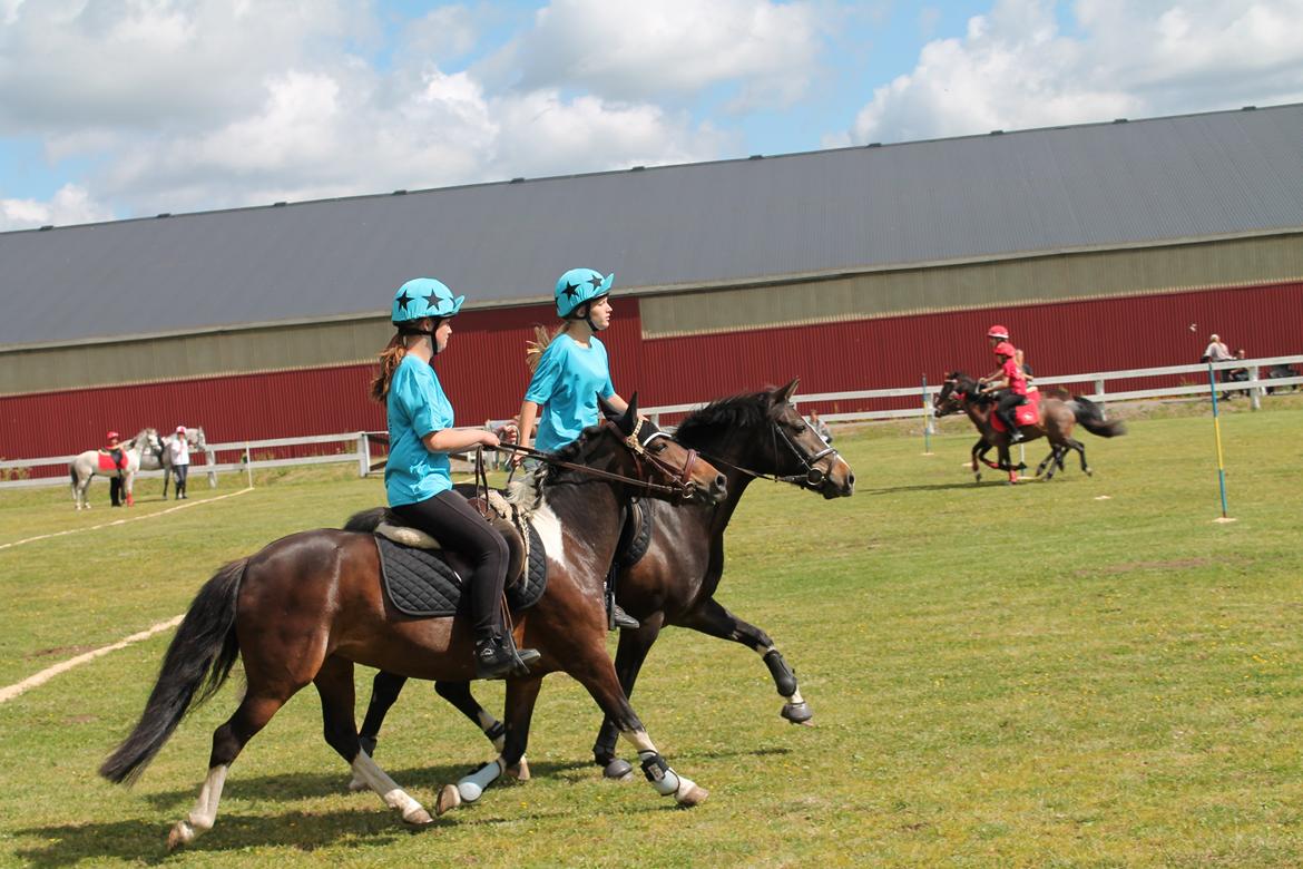 Pinto Foxy billede 12