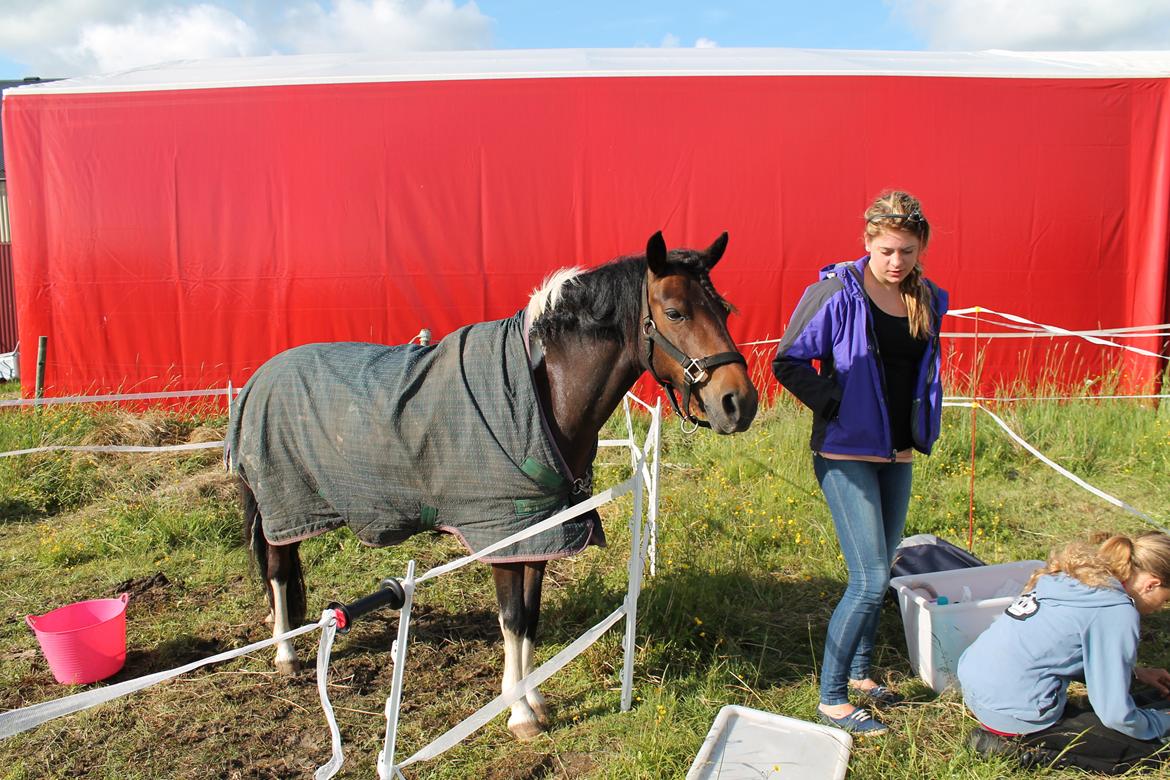 Pinto Foxy billede 14