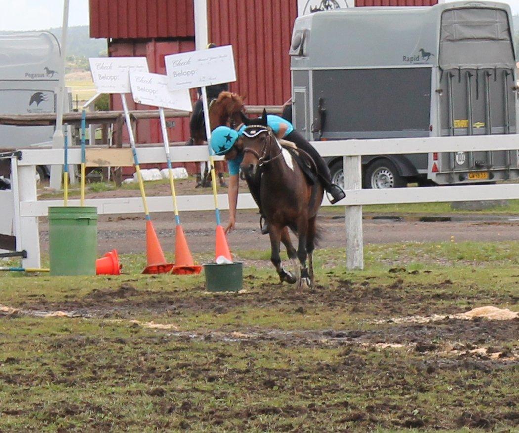 Pinto Foxy billede 15